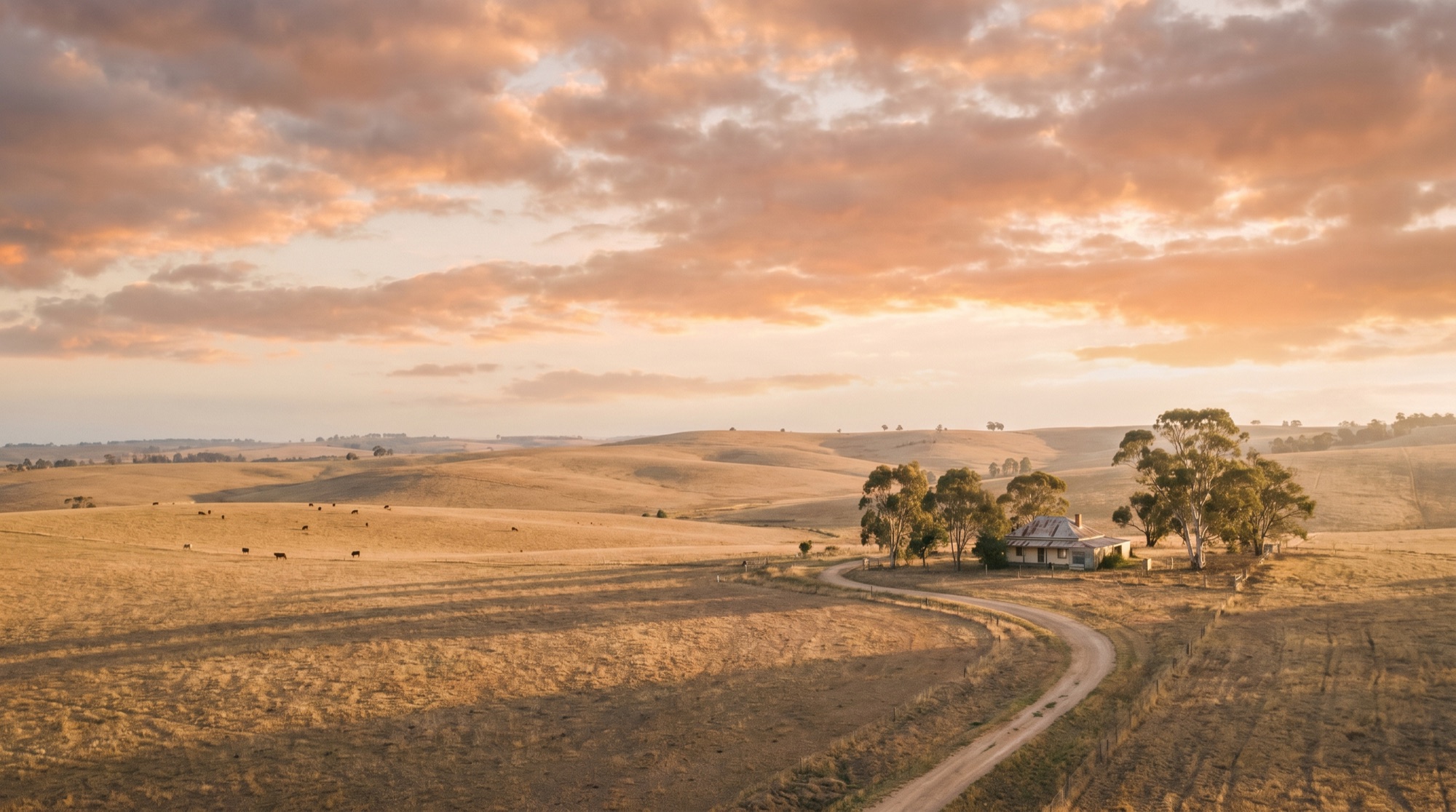 Warm golden-hour view over rolling Australian farmland with cattle grazing.